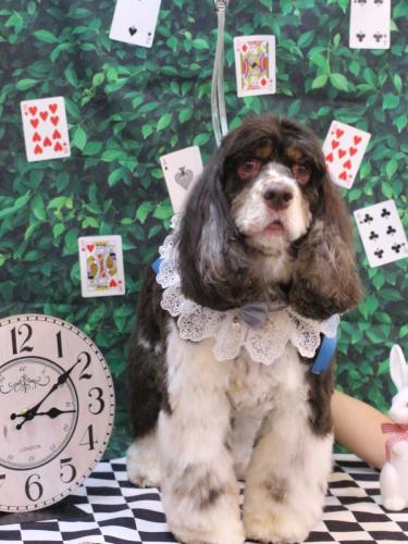 20250405アルテミスくん